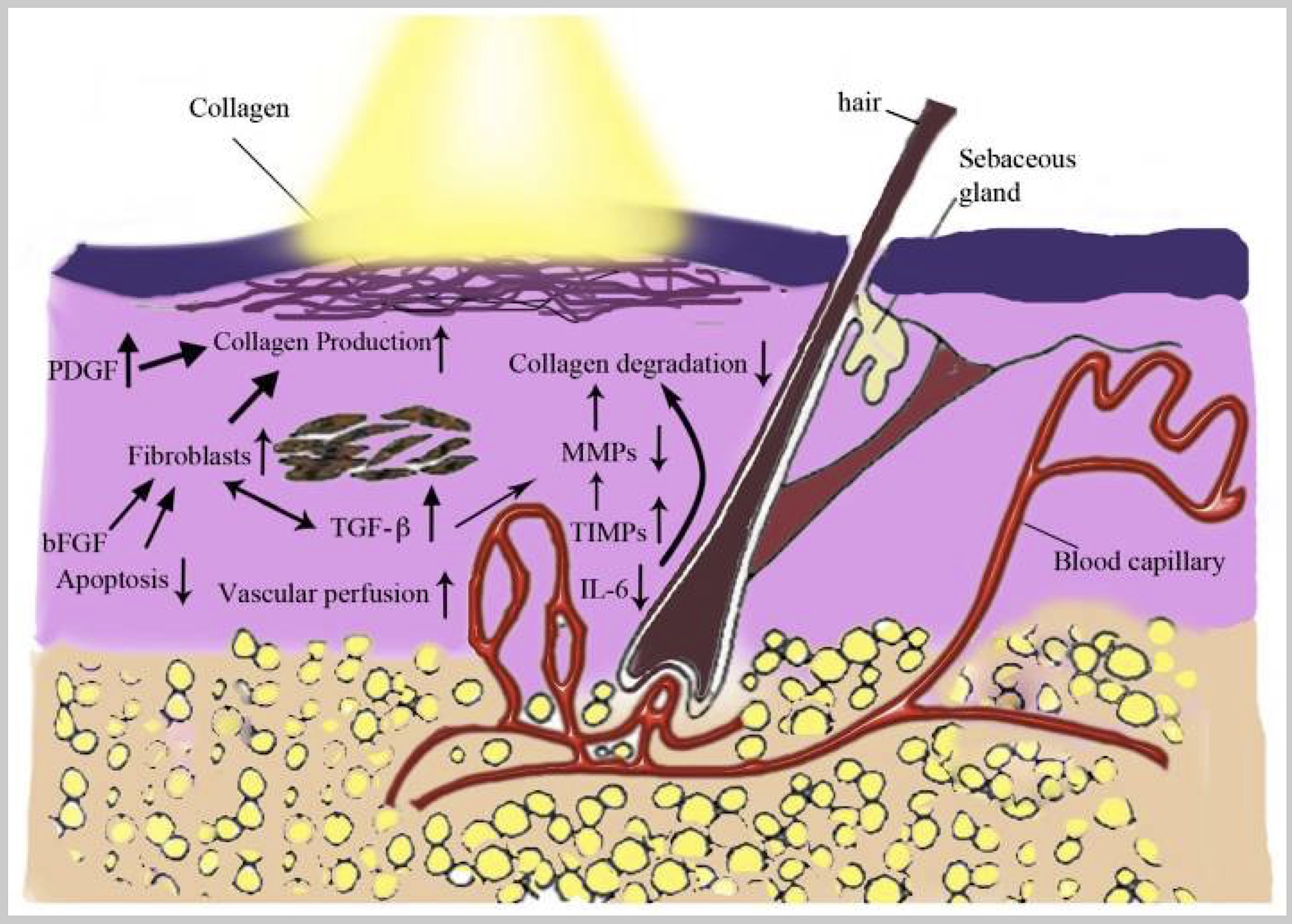 LLLTMechanismOfAction Blue Marble University